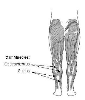 1) Knee Extensors. A.K.A. Leg Extensors. Commonly known as the Quadriceps. These include rectus femoris, vastus medialis, vastus lateralis, and vastus intermedius.