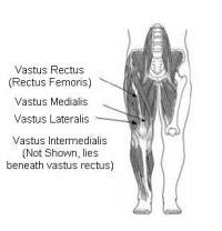 ) 2) Thigh/hip extensor muscles. These include your gluteus maximus muscle, and your hamstrings.