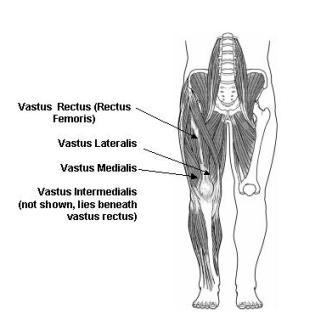Thigh/Hip Flexors Collectively as a group, the thigh flexors are among the strongest muscle groups in the body.