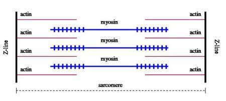 Myosin is a rather thick and active protein and is considered a molecular motor protein that is able to ratchet along the surface of a suitable substrate (actin).