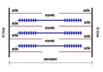 Figure 5. Shortened sarcomere after contraction. During an eccentric contraction, or one where the muscle lengthens while undergoing tension, this myosin filament detach from their actin filaments.