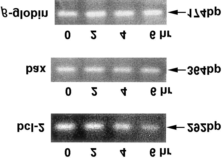 Hydrogen peroxide-induced Apoptosis in HL-60 cells 45 Table 1.
