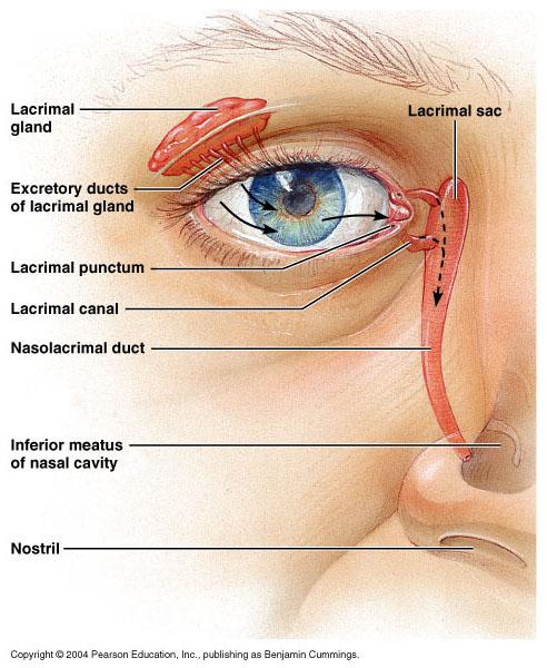 Terms: Lacrimal gland and duct Surface of eye Lacrimal puncta Lacrimal sac Nasolacrimal duct Nasal cavity Tears / Lacrimal