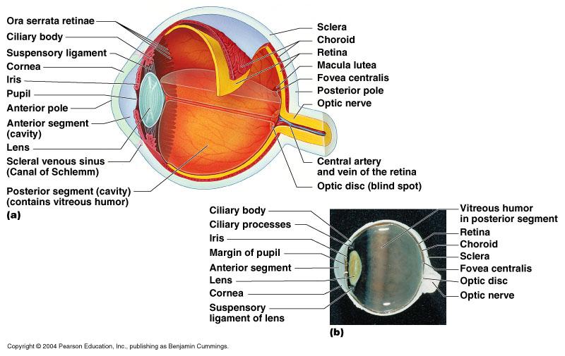 intrinsic muscles of eye) l Controls the amount of light entering the eye l the opening in