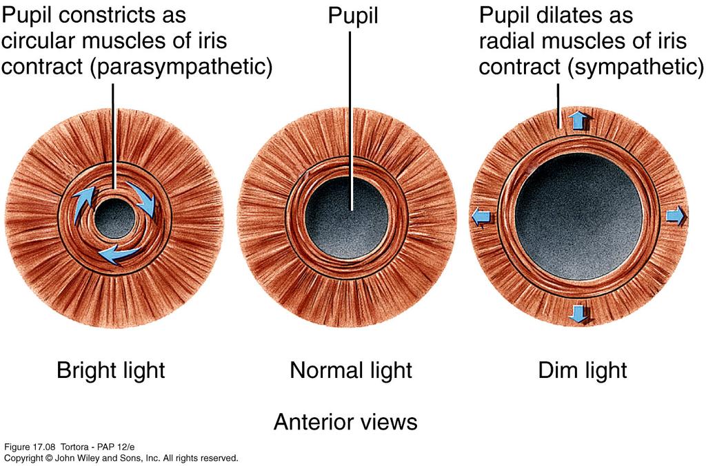 Iris l The iris either dilates or constricts the pupil to regulate the amount of light entering the eye.
