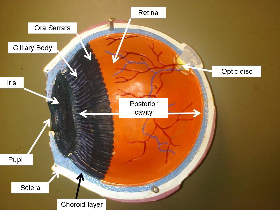 4/22/16 Inner sensory tunic/retina superficial layer of pigment