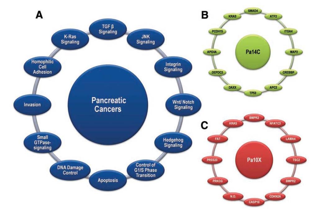 Pancreatic Oncogenesis Signaling pathways