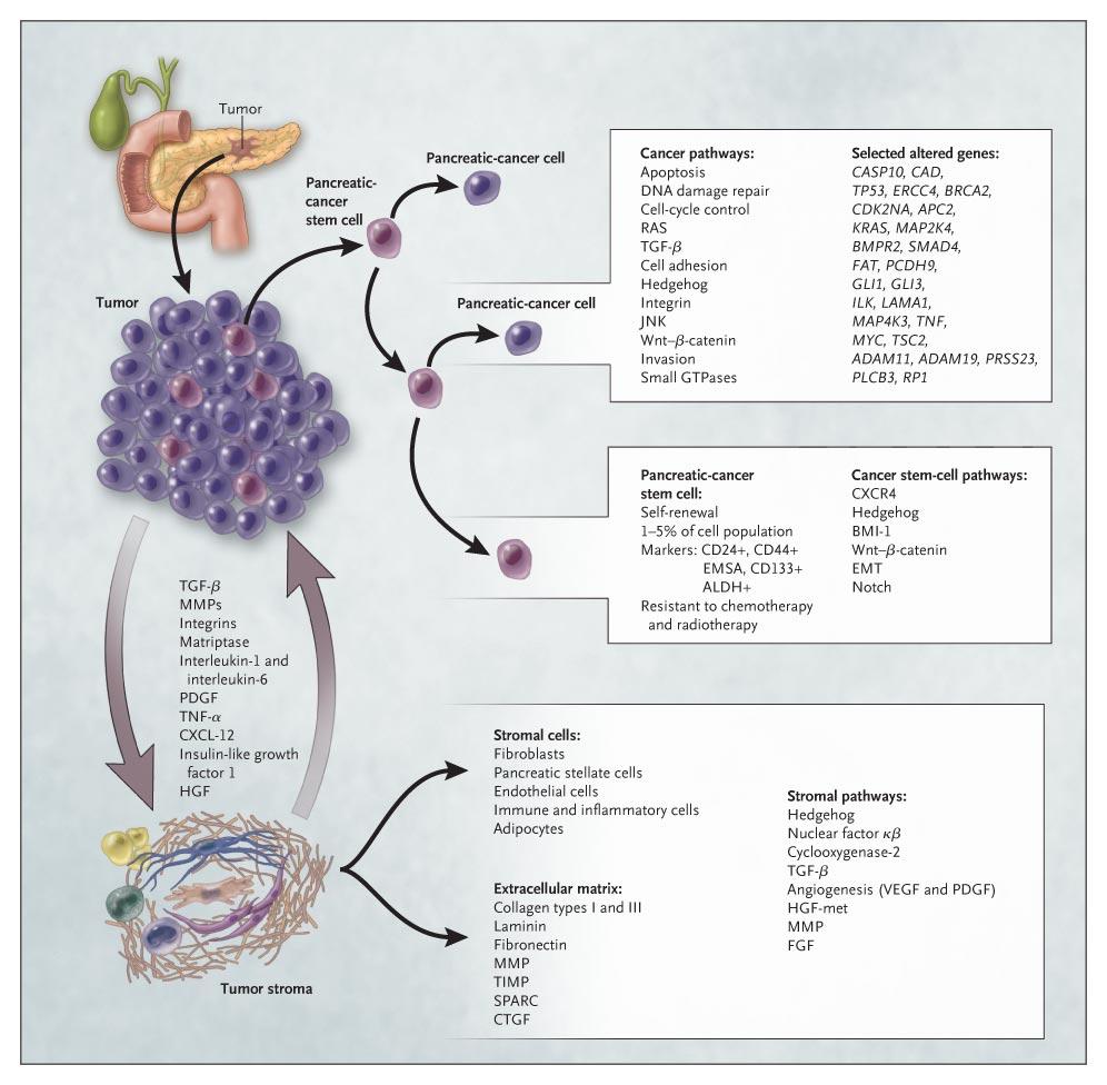 Components of Pancreatic Cancer