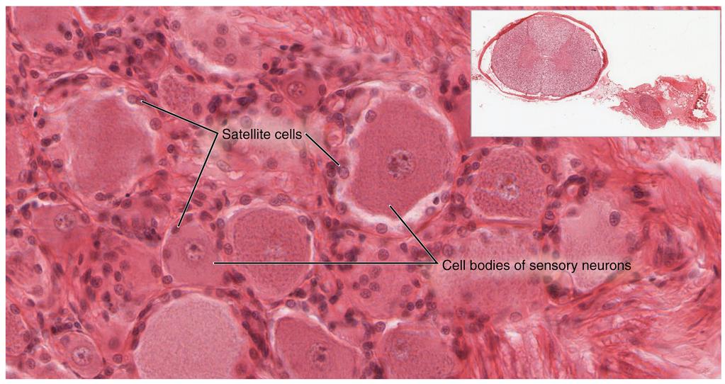 OpenStax-CNX module: m46553 3 Spinal Cord and Root Ganglion Figure 2: The slide includes both a cross-section of the lumbar spinal cord and a section of the dorsal root ganglion (see also Figure 1