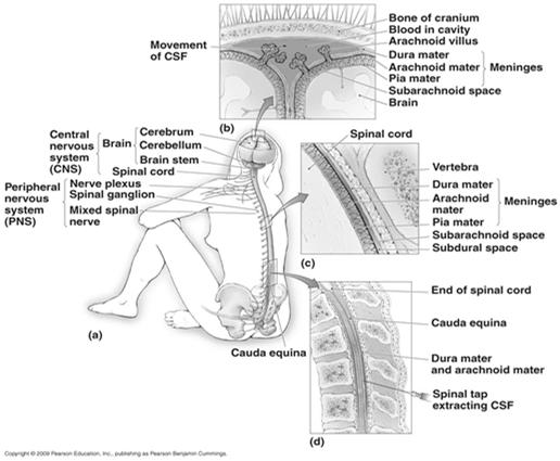 1] 2 Structure of the Nervous System Structures of the Central Nervous System Composed of the brain and spinal cord Brain has several main parts