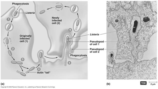 Bacterial Diseases of the Nervous System Listeria Invasion evading the cell [INSERT FIGURE 20.5] 13 Bacterial Diseases of the Nervous System Bacterial Meningitis Pathogenesis S.