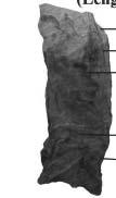 end. Fig. 1. Male Genitalia of Onthophagus pactolus F. (Length 1.5 mm) Fig. 2.