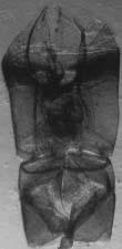 Mahato : Male Genitalia of Some Nepalese...91 Fig. 7. Male genitalia of Onthophagus rectecornutus Lansb. (Length 1.5mm) (Source: Sewak 1986) Fig. 8. Male genitalia of Onthophagus atropolitus d' Orb.