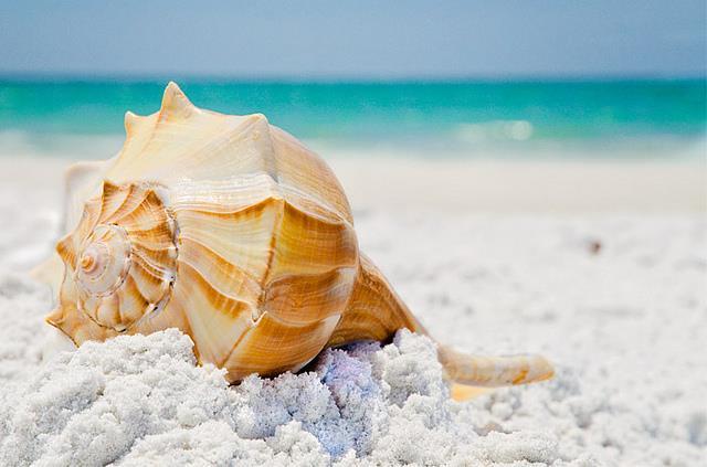 Conch Shell as an Omni Directional Speaker Pratik