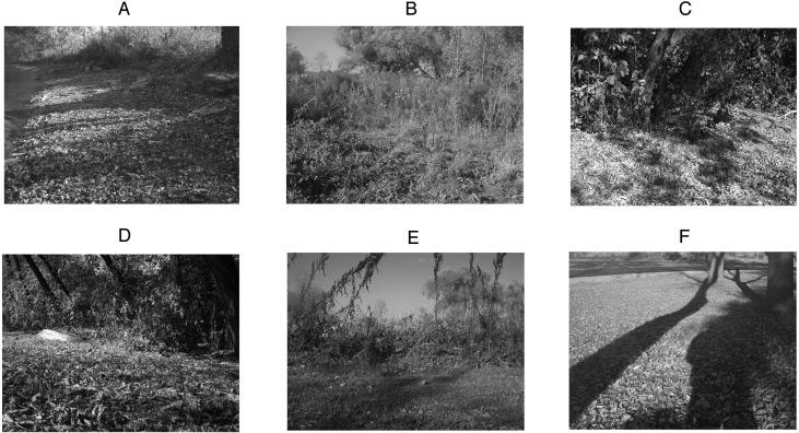 40 D. A. Burkhardt et al. Fig. 3. Six scenes from the set of 65 natural images selected to represent the range of scenes in the image set. distributions in Figs.