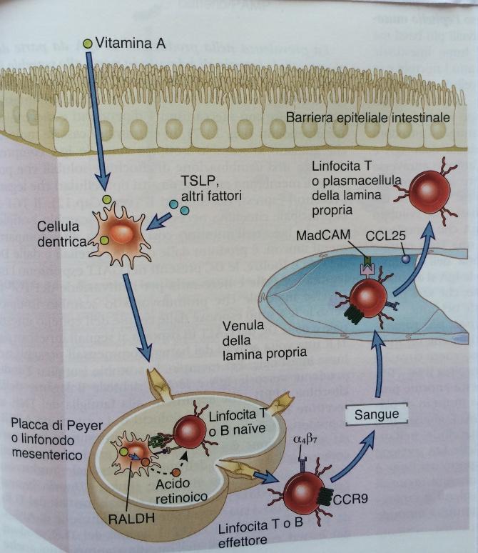 Immunologia Cellulare e molecolare,