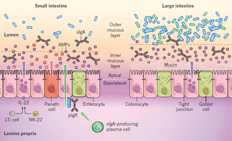 Reciprocal Interactions of the Intestinal Microbiota and