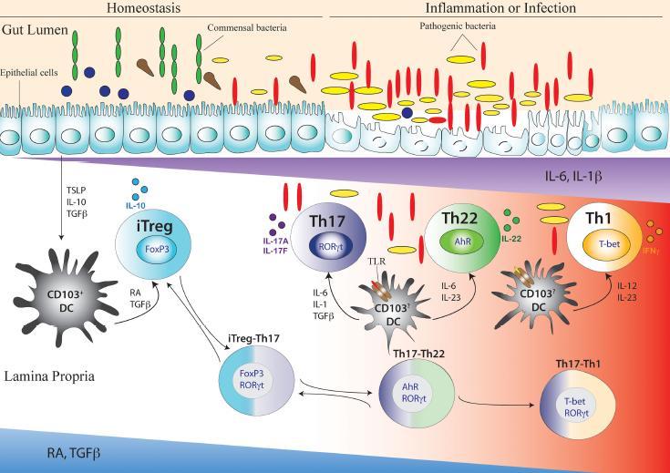 Cellular and Molecular Dynamics of Th17 Differentiation and its Developmental