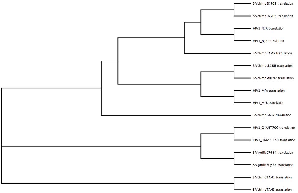 A phylogenetic tree of sequences from the three subgroups (M, N and O) of the HIV-1 family and their relationship to SIV sequences