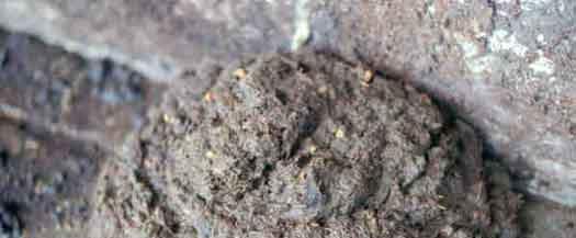 Evaluation of manure can provide information on rumen function and digestion of the ration.