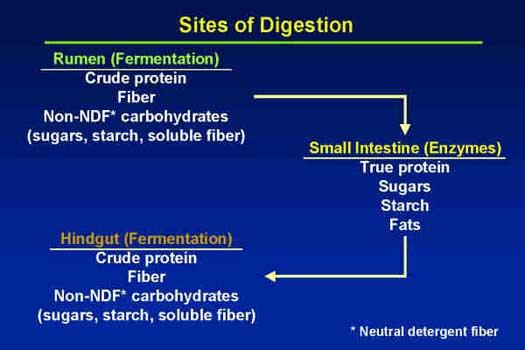 Where, what, how, and to what extent feed is digested affect manure