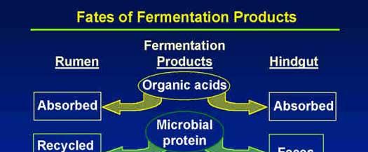 Microbial fermentations in the rumen or hindgut
