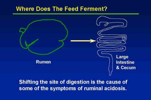 If insufficient physically effective fiber is fed, if too much starch is fed, if rumen ph declines, digestion of feeds in the rumen