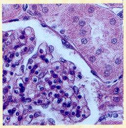 Bowman s Capsule in the Kidney Nucleus of simple squamous cell Edgewise view of simple squamous cell 11 Cuboidal