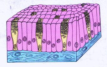 Simple Columnar Epithelium in the Gastrointestinal Tract Goblet cells secrete mucus Basement membrane 16 Goblet cells are