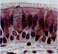 Pseudostratified Ciliated Columnar Epithelium in the Respiratory Tract Cilia Goblet cells secrete mucus Pseudostratified epithelial cells