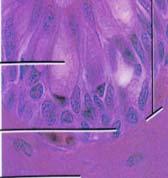 to produce new cells so that the epithelium constantly exfoliates and is renewed.