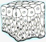 Transitional Epithelium Transitional epithelium lines the urinary tract where it provides stretchability. 4-5 cells non-distended, 3 cells stretched.