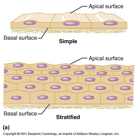Simple vs. Stratified Single Layer Multi-layered 7 Epithelial tissue is called simple if it is one layer thick, stratified if it is multilayered.