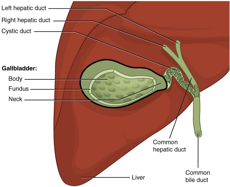 Connexions module: m49293 8 Gallbladder Figure 4: The gallbladder stores and concentrates bile, and releases it into the two-way cystic duct when it is needed by the small intestine.