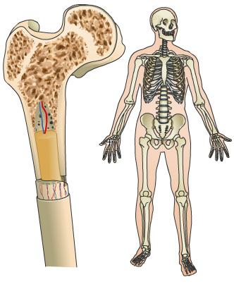 Bone Marrow Transplantation Introduction Bone marrow is the spongy tissue inside all of your bones, including your hip and thigh bones.