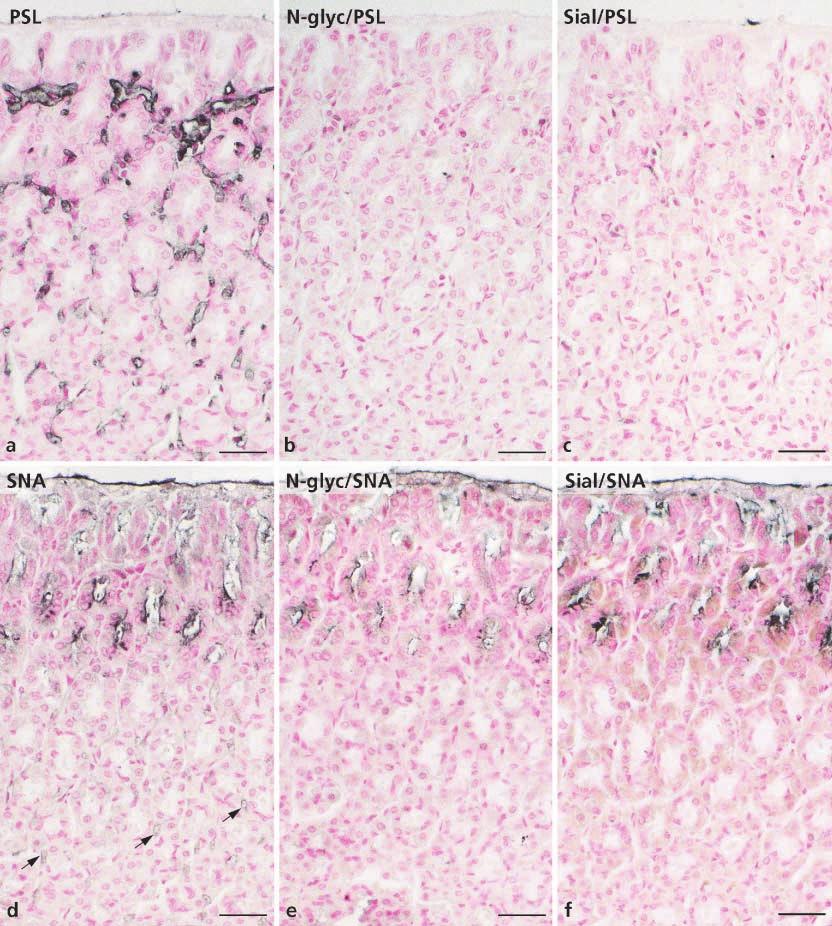 185 Fig. 2 Detail of PSL (a) and SNA (d) staining of glandular stomach. PSL reactivity becomes undetectable following section pretreatment with N-glycanase F (b) and sialidase (c).