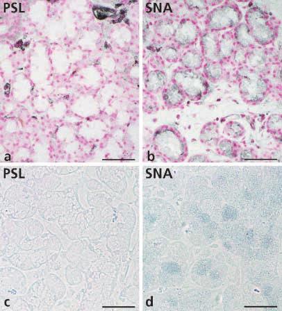 188 and large intestine, and sheep submandibular gland exhibited different PSL and SNA staining patterns, as described in detail below.