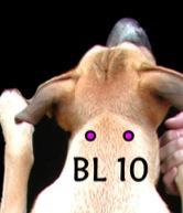 B(BL)