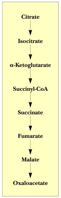 The Tricarboxylic acid (TCA) cycle (citric acid cycle) is amphibolic (both catabolic and anabolic) The TCA Cycle Serves Two Purposes: 1.