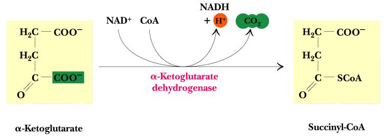 - Purpose of step: Collect energy from α-ketoglutarate decarboxylation into the high energy succinyl-coa molecule 5.