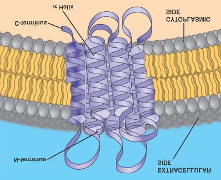 Major Components of the Cell Membrane: Membrane Proteins Membrane proteins are embedded in the fluid matrix of the lipid bilayer More than 50 types of proteins have been found in the plasma membrane.