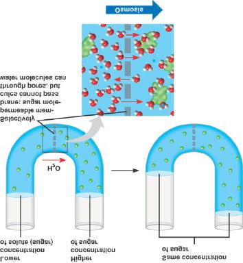 Traffic of Substances Across the Plasma Membrane: Osmosis Osmosis is the movement of water and some small molecules through a semi-permeable