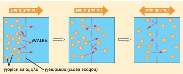 Traffic of Substances Across the Plasma Membrane: Diffusion Diffusion is the movement of substances from an