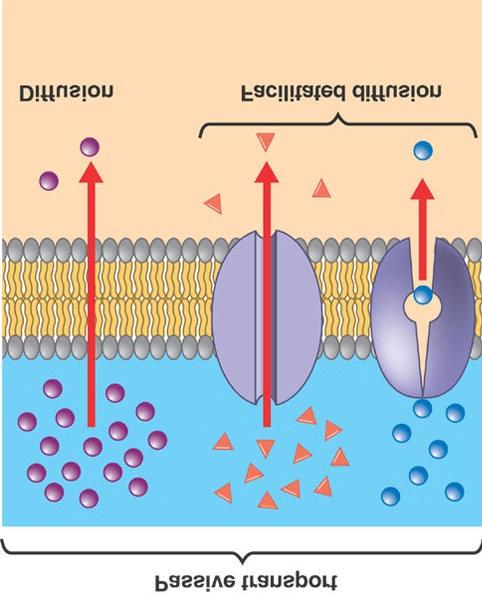 Traffic of Substances Across the Plasma Membrane: Facilitated Diffusion Facilitated diffusion is a protein-mediated passive (no energy required) diffusion of molecules