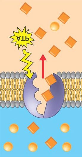 Traffic of Substances Across the Plasma Membrane: Active Transport Active transport is a proteinmediated transport of molecules across the cell membrane against a concentration gradient (low to high