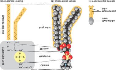 Major Components of the Cell Membrane: Lipids Phospholipids are amphipathic