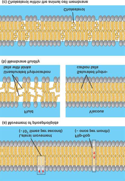Major Components of the Cell Membrane: Lipids One of