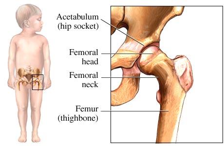 Normal Hip Anatomy