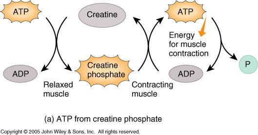ATP Produced in 3 Ways ATP is very important but muscle only stores enough for about 4-6 seconds of activity ATP is produced in 3 ways 1.
