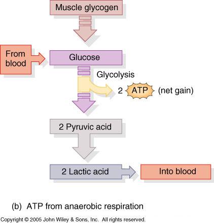 ATP Produced in 3 Ways With out Oxygen 2.